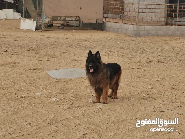 جيرمن شيبرد لونج هير شولاين بلاك ماسك