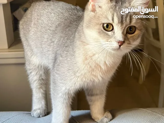 قطه سكوتش ستريت للبيع بسعر مغري التوا