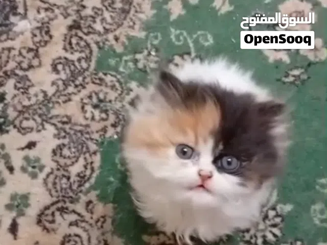 قطط هاف بيكي بنات