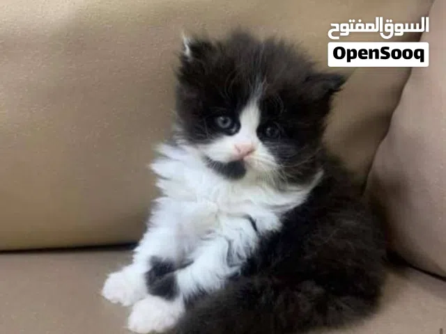 كتن للبيع مع الام