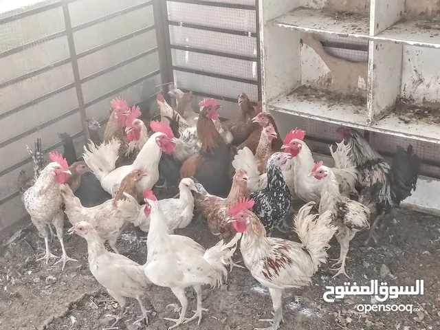دجاج عماني بياضات للبيع