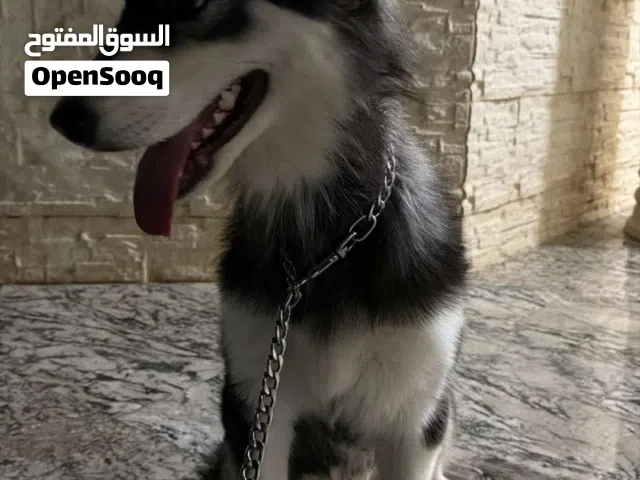 كلب هاسكي للبيع