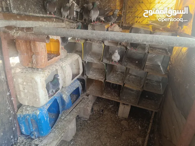 حمام للبيع بسعر مرتب