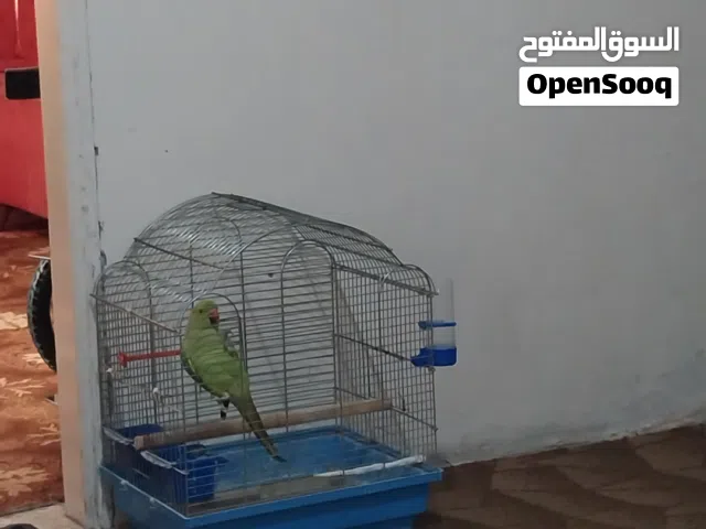 طيره ماشاء الله