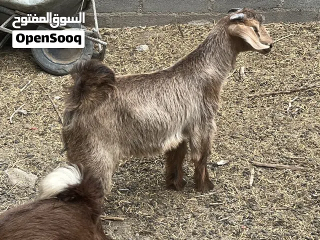 جدايا عمانية سمينة مناسبة للذبح والتربية