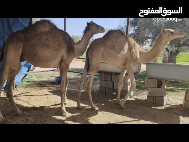 زوز حيران سودانيات