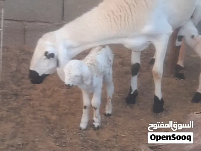 نعجة هجين صوف تومية الله ايبارك عشرة بالجهاز مد وعلو ولون ماشاء الله