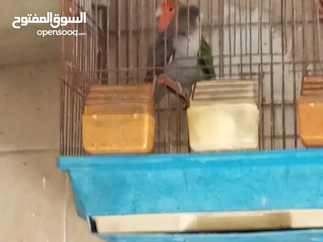 جوز روز للبيع مع فراخ عدد 4
