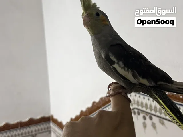 ببغاء كلوبسيت مدريسي