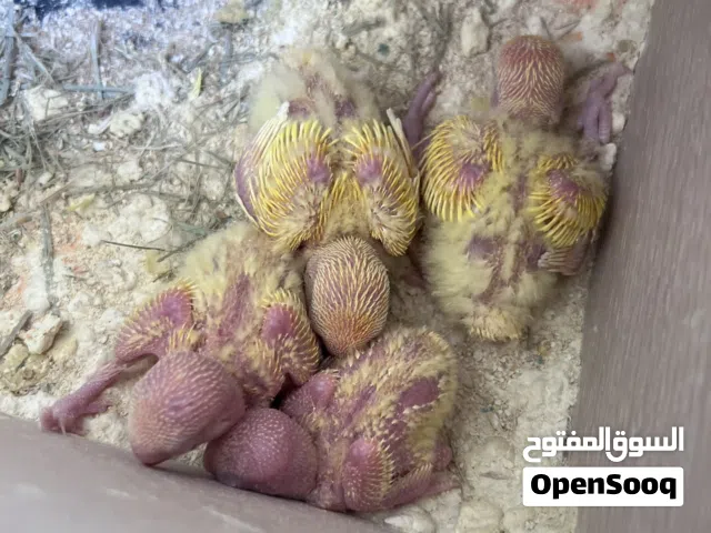 بعد الصلاه على النبي موجود اربع فراخ زق يدوي اوبلاين اورنج عين حمره