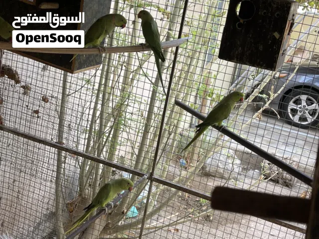 للبيع زوجين بغبغاء دره مع واحد فردي