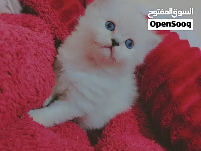 قطط للبيع للجادين