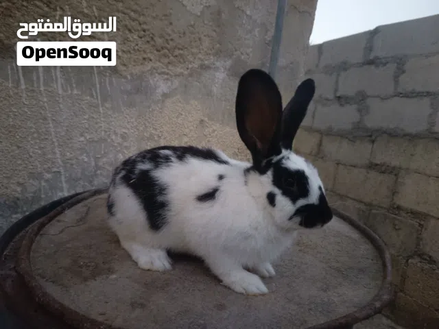 ارانب للبيع او البدل ع دجاج
