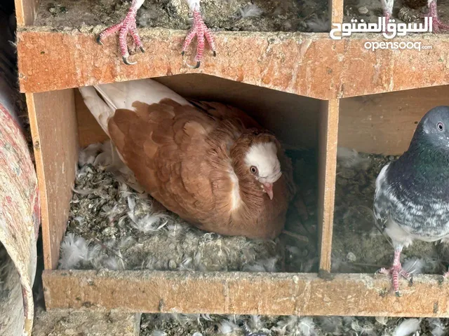 حمام زينه للبيع