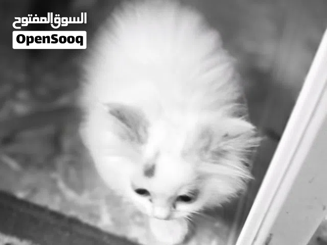 قطط شيرازيات على تركي بعمر أكثر من شهر بشعركثيف مختلط والوان جميلة..الأبيض والأغبر ب25والرصاصيات ب20