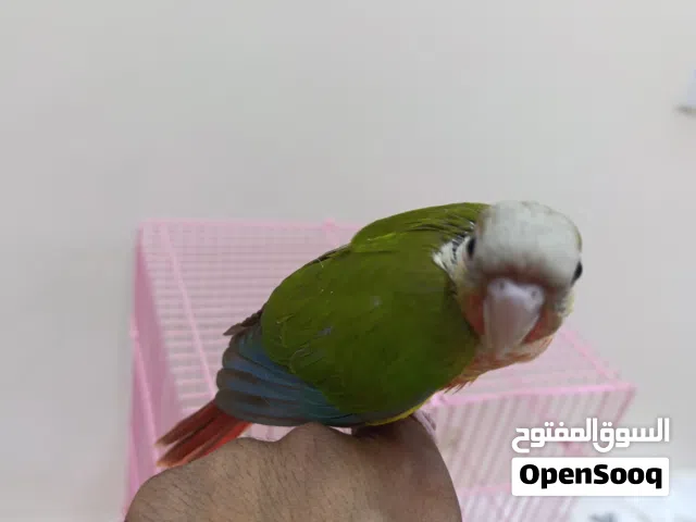 كنيور باينبل للبيع نهاية غر