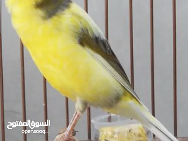طيور الكناري