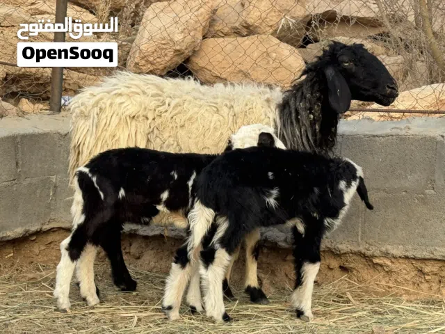 جاعده هنديه معها حملات ثنتين