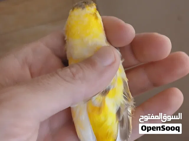 كنار مخلف للبدل