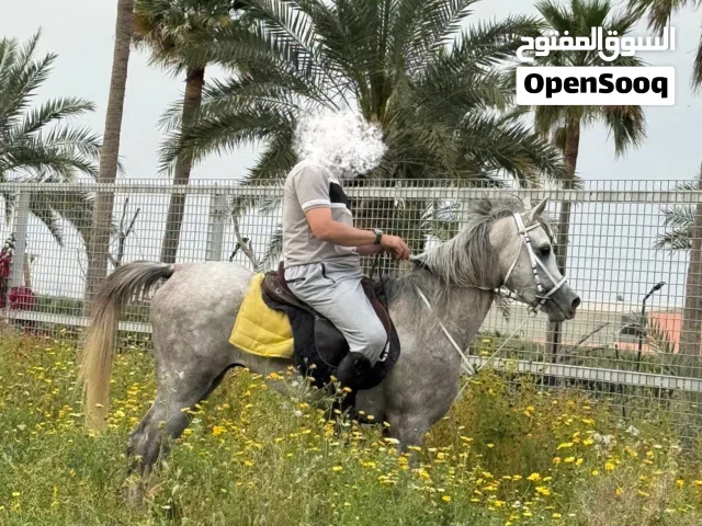 للبيع خيل جمله