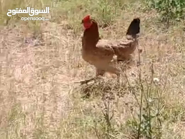 زوز دجاجات للبيع