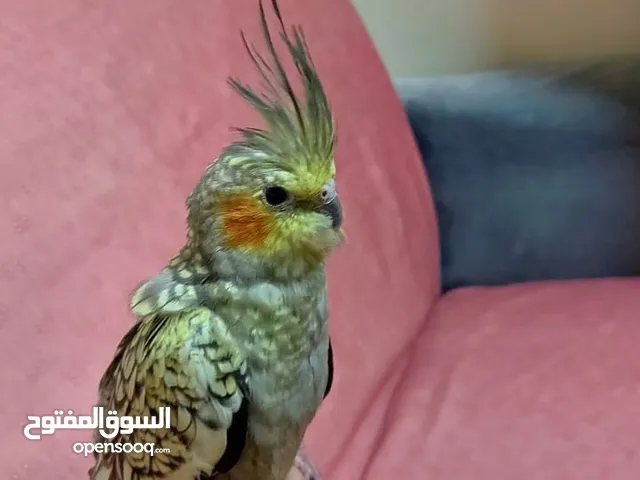 كوكتيل اليف Pet Cocktail