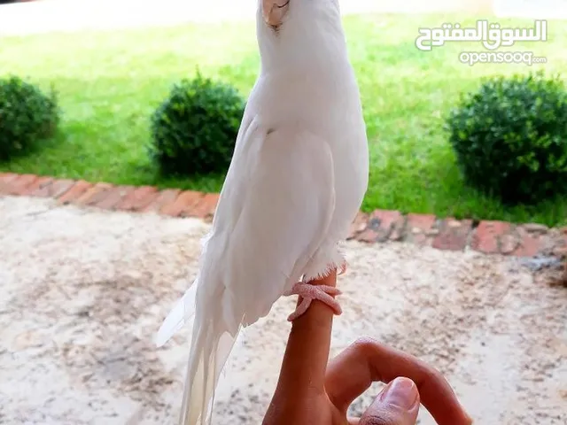كروان أليف جدا