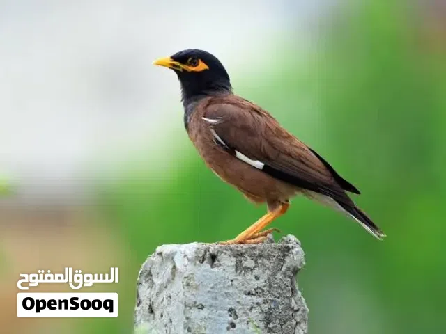 مطيرين وجوزين مينا