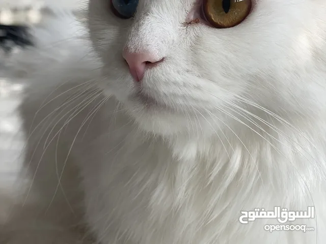 قطه للبيع شيرازي العمر سنه