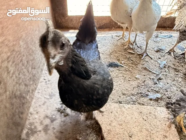 جاج مشكل للبيع
