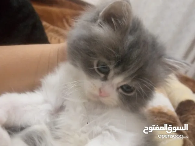 قط شنشيلا الام برتش ولاب شنشيلا ذكر العمر 50يوم