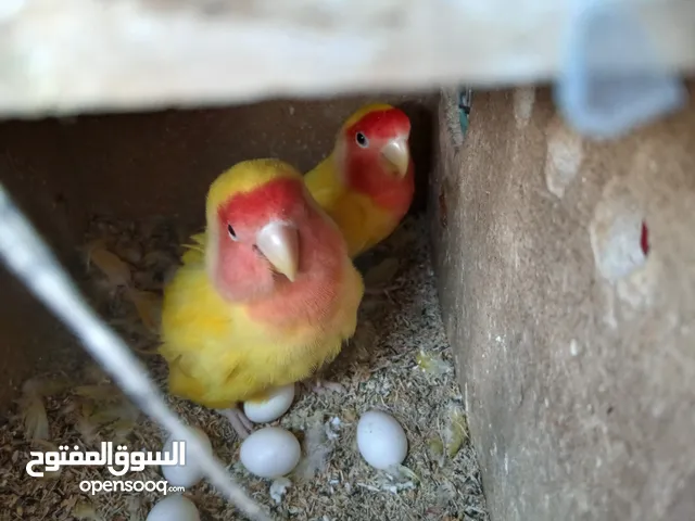 زوج ببغاء روز منتجين وتحتهم 7 بيضات بصحه ممتازه