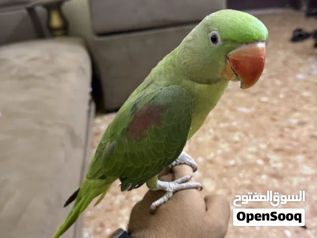 Alexandrine parrot green