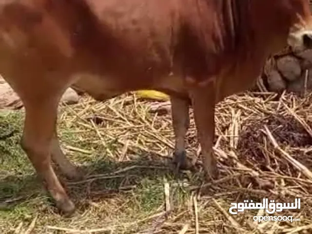 ثور للبيع ماشاء تبارك الله الجاد يتصل