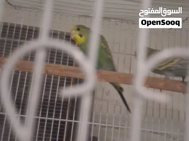 للبيع زوج طيور بادجي منتجين