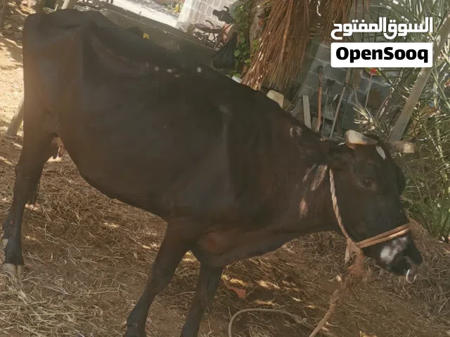 بقره حليب للبيع