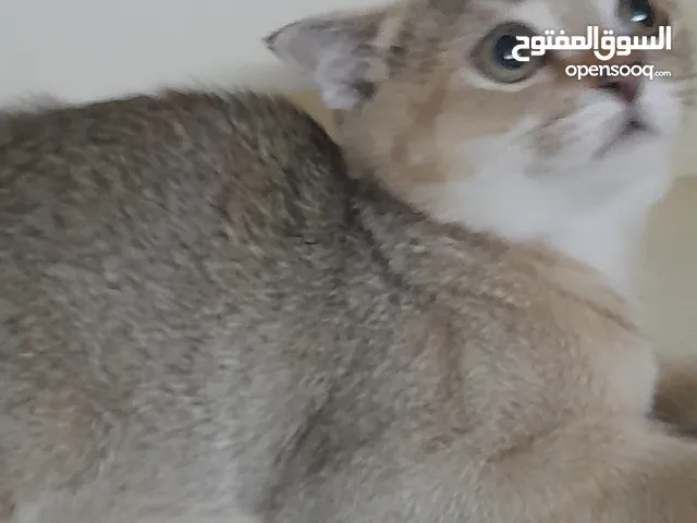 قط ذكر اسكوتش فولد