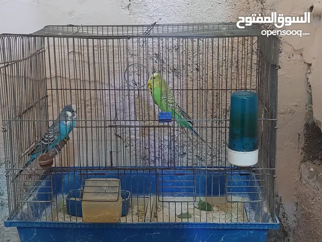 عصافير حب 4 حبات