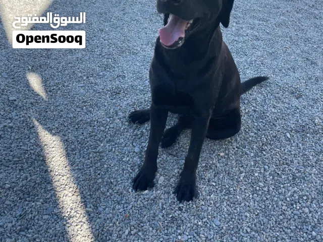 Pure Labrador - بيور لابرادور