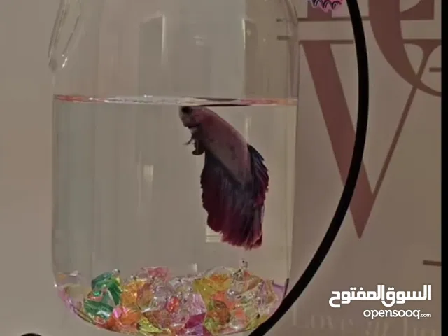 أحواض سمك الزينة ومعداتها كاملة للاستفسار أكثر يرجى التواصل وتس اب ( البيع بداعي السفر )
