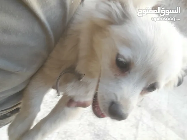 ذكر بومرينيان عمره 11 شهر