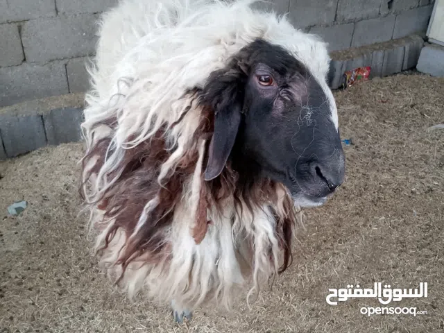 فحل ورجين ثاني كصه اللبيع