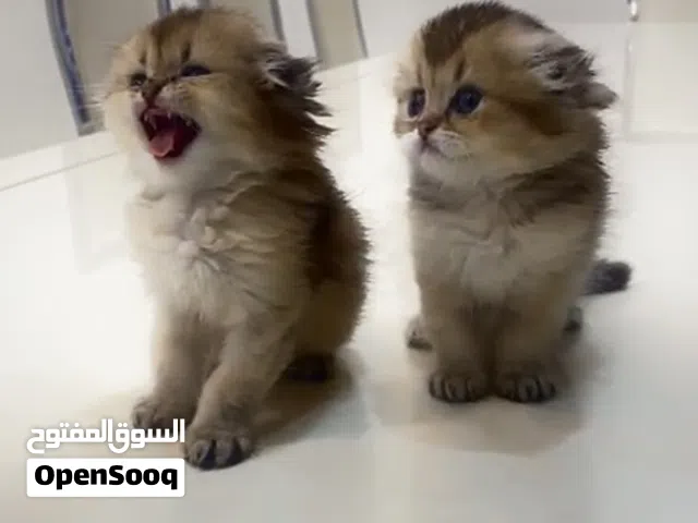 Scottish Fold Triple Fold Golden   الوصف مهم جدا Longhair