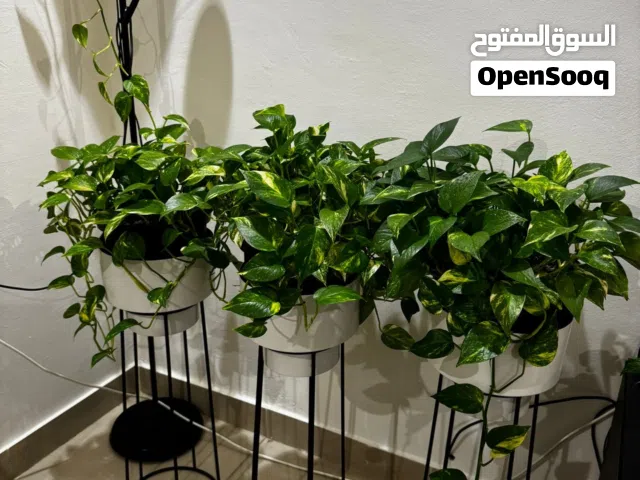 لمسة خضراء تغيّر شكل بيتك بالكامل- البيع شامل الاستنادات- عمر النباتات اكثر من 10 سنوات