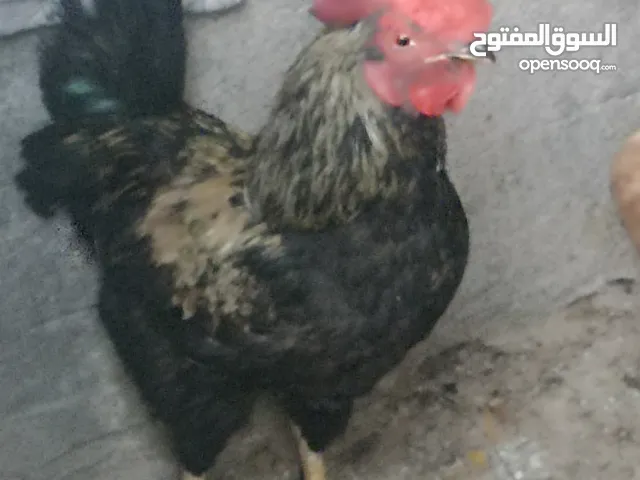 سلام عليكم ديج عرب و3 دجاجات عرب وهراتيه كافه