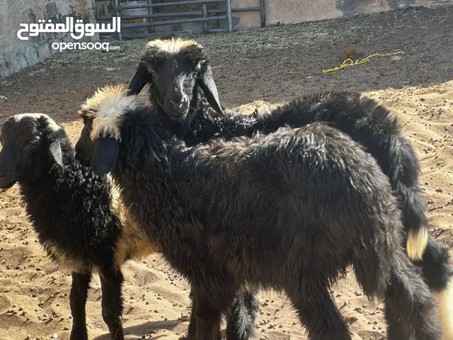 كباشه و حمله