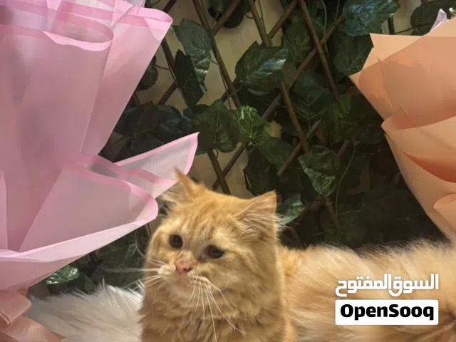 قطط للتبني