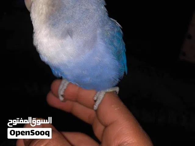 ببغاء روز اليف لون ازرق للبيع