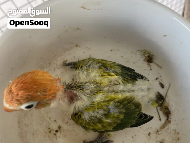 للبيع ازواج فيشر و فرديات الوصف المهم
