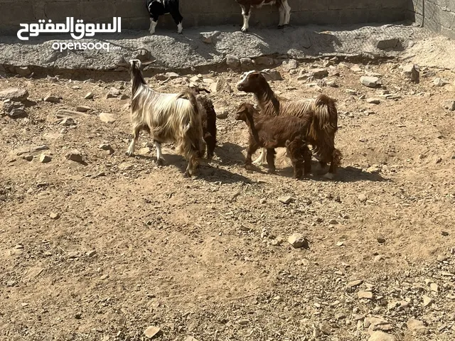 شاتين بكر من الحلال السعيدي تحتهن كل وحده تيس ( شاهد التفاصيل )